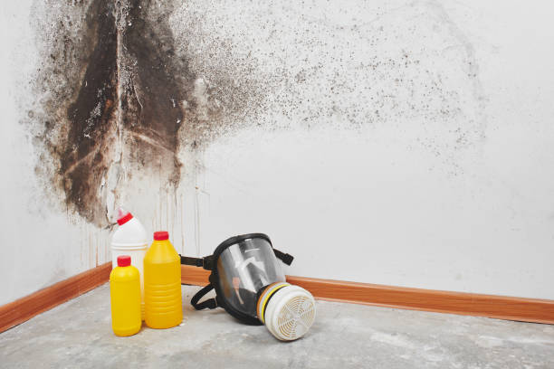 Best Local Mold Removal Service  in Angola, NY