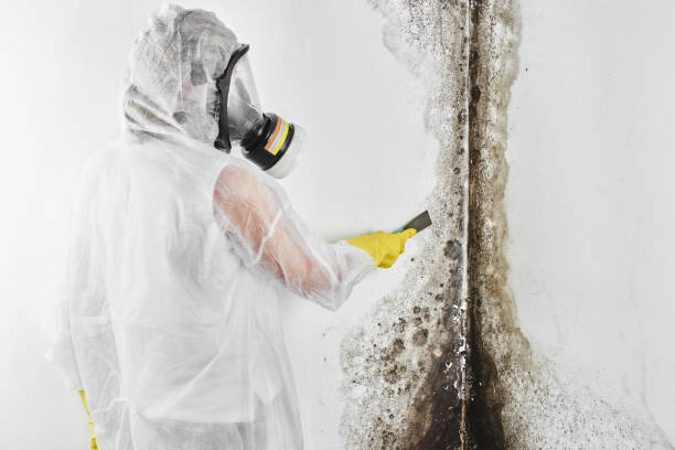 Best Attic Mold Removal  in Angola, NY