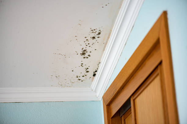 Best Mold Cleaning Services  in Angola, NY