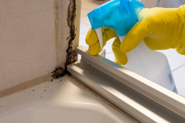  Angola, NY Mold Removal Pros