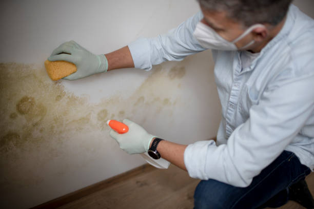 Best Residential Mold Removal  in Angola, NY