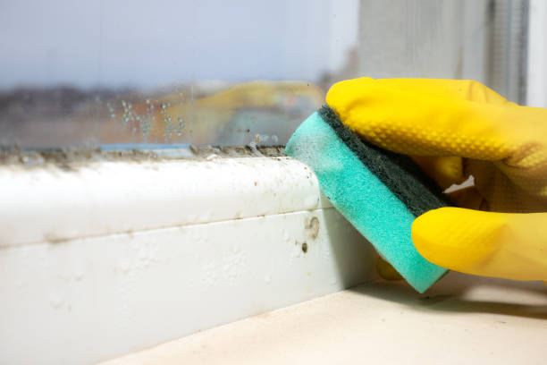 Best Mold Removal and Inspection  in Angola, NY