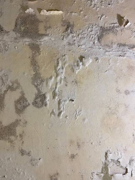 Best Mold Removal Company Near Me  in Angola, NY