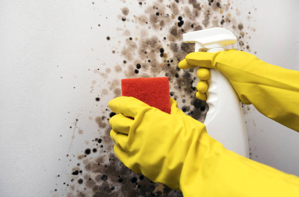 Certified Mold Removal in Angola, NY