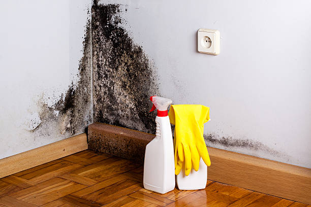 Best Mold Removal Process  in Angola, NY