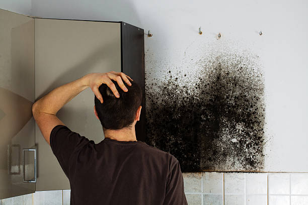 Trusted Angola, NY Mold Removal Experts
